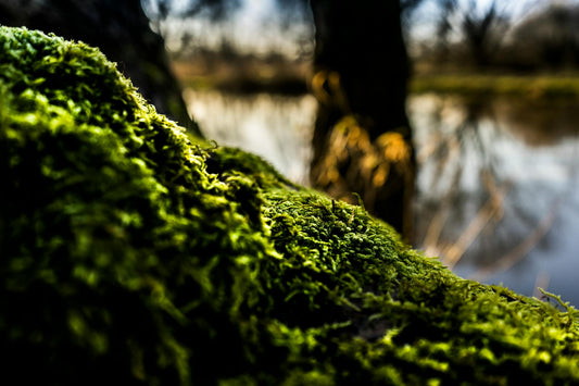 Moss on a rock